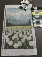 Fehér tulipánok